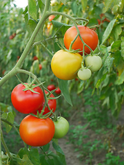 Image showing Red and yellow tomato fruits