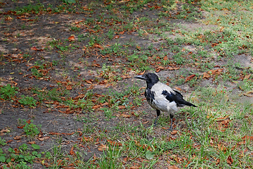 Image showing Alone gray crow walks in a city park on a fine summer day
