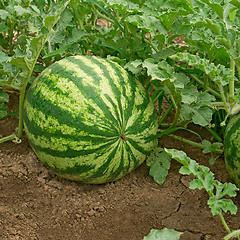 Image showing Watermelon ripens in a garden on soil