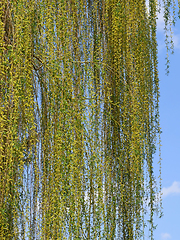 Image showing Weeping willow Tree Flowering in April