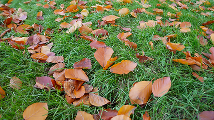 Image showing Fallen yellow and orange and reddish hornbeam leaves on green gr