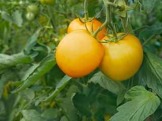 Image showing Yellow tomato fruits hanging on plant