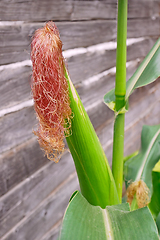 Image showing Flowering corn on a wooden wall background