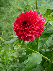 Image showing Single red dahlia flower blooming on the flowerbed 