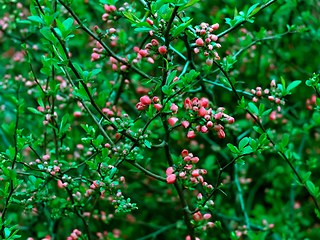 Image showing Bush with bright pink flowers and vivid green leaves