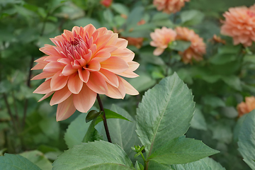 Image showing Dahlia (Georgina) of terracotta color flowering in the flowerbed