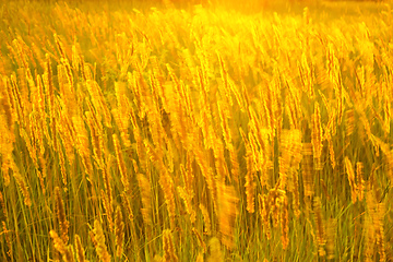 Image showing Meadow grass in sunny haze