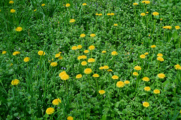 Image showing Flowering dandelion on meadow among various herbal plants in las