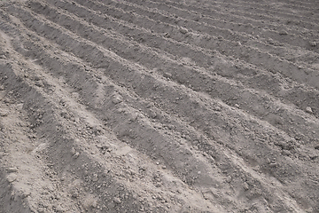 Image showing Parallel rows of soft soil for future planting of vegetables