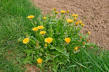 Image showing Flowering dandelion plant among green grass near the arable soil