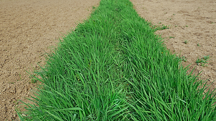 Image showing Strip of young fresh green grass between areas of cultivated soi