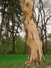 Image showing Lower part of the trunk of an old plane tree or Platanus