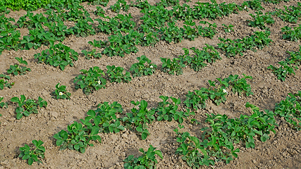 Image showing Flowering strawberry in soil in spring sunny weather