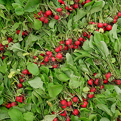 Image showing Diagonal rows of pluck fresh radish roots on heap, first harvest