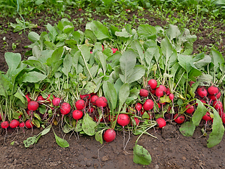 Image showing A lot of fresh pluck radish roots on a heap in greenhouse