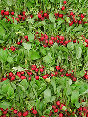 Image showing Rows of pluck fresh radish roots on heap as background