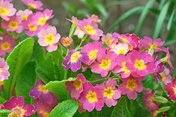 Image showing Pink and yellow primula plants flowering on flower bed in spring