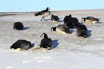Image showing Barnacle Geese Foraging in Snowy Grass
