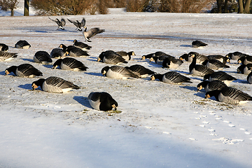 Image showing Barnacle Geese Foraging in Snowy Grass