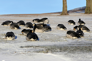 Image showing Barnacle Geese Foraging in Snowy Grass