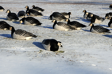 Image showing Barnacle Geese Foraging in Snowy Grass