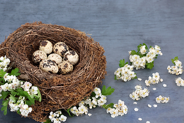 Image showing Quail Eggs in a Natural Birds Nest with Spring Blossom