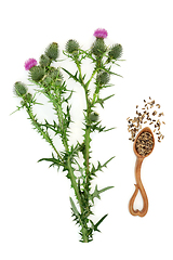 Image showing Milk Thistle Herb for Herbal Plant Medicine