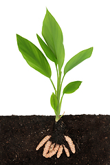 Image showing Turmeric Plant with Root Ball in Soil