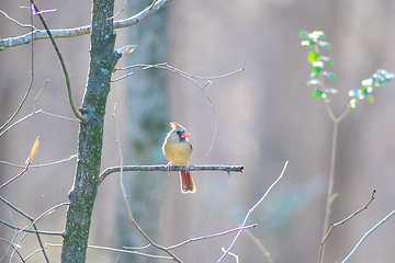 Image showing birds feeding and playing at the feeder