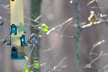 Image showing birds feeding and playing at the feeder