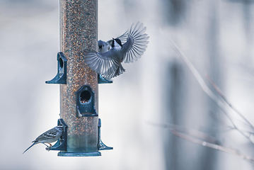 Image showing birds feeding and playing at the feeder