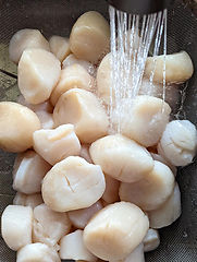 Image showing raw scallops prepared for party