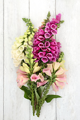 Image showing Wild Foxglove Flower Posy