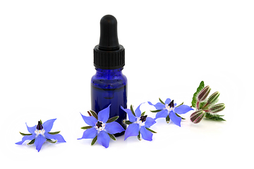 Image showing Borage Herb for Natural Alternative Remedy