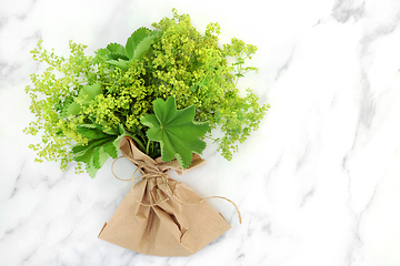 Image showing Ladys Mantle Herb with Leaves and Flowers