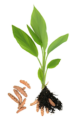 Image showing Turmeric Plant with Roots in Earth