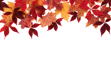 Image showing Falling Maple Leaf Background Border Autumn Composition