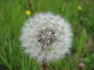 Image showing A dandelion