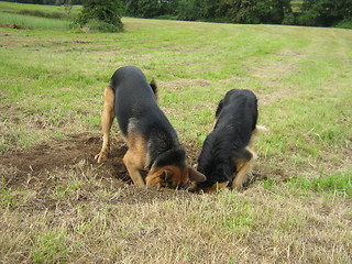 Image showing Digging together