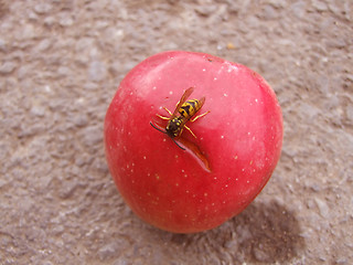 Image showing bee on apple