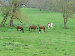 Image showing grazing horses