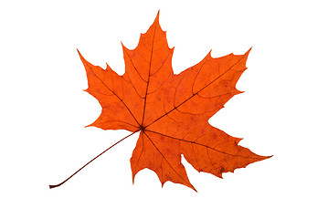 Image showing Maple Leave