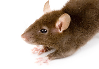 Image showing Brown Rat