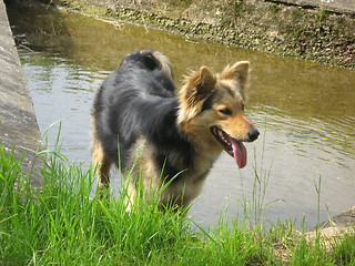 Image showing A country dog