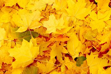 Image showing Yellow leavs