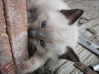 Image showing Baby face