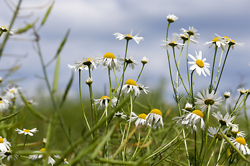 Image showing chamomile flowers