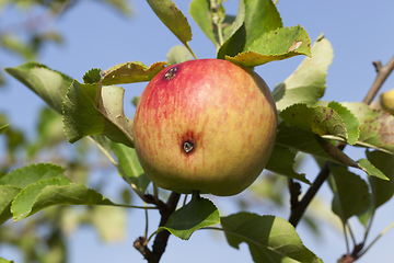 Image showing apple fruit and worm