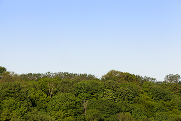 Image showing trees in park