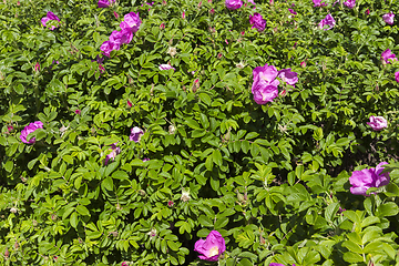 Image showing Rosehip flowers